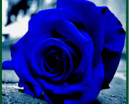 Valentin nap - Blue roses puzzle